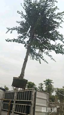 12公分小叶榕