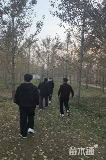 14公分银杏