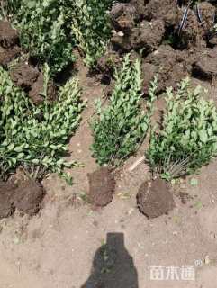 高度48厘米卫矛