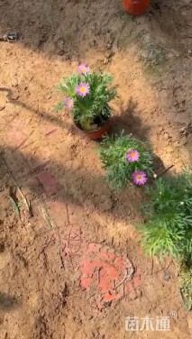 高度25厘米玛格丽特花