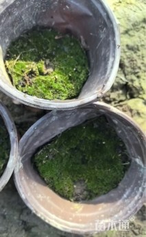容器苗苔藓