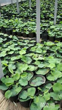 高度50厘米荷花