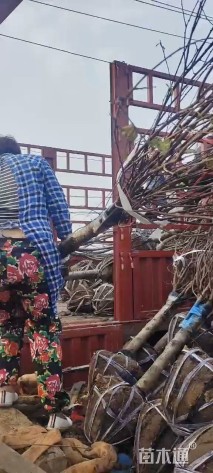 8公分榆叶梅