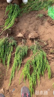 高度40厘米龙柏