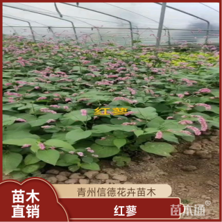 高度30厘米红蓼