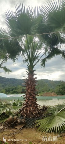 裸干高1厘米华棕