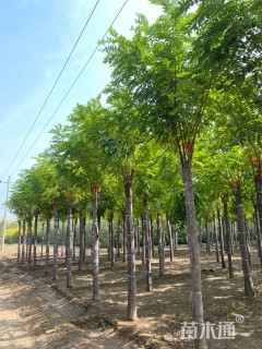 11公分嫁接香花槐