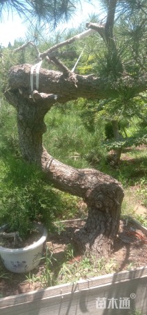 35公分造型黑松