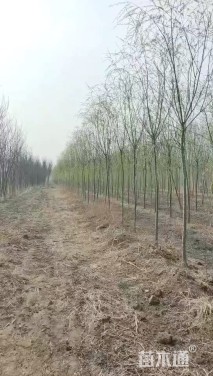 2公分垂柳