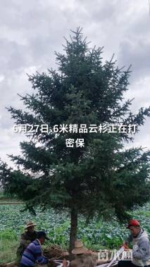 16公分青白扦云杉