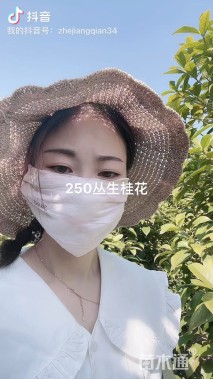 高度270厘米丛生桂花