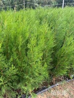 高度150厘米侧柏