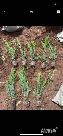 高度49厘米沙地柏