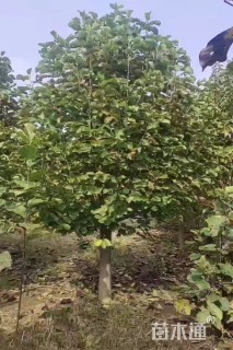 14公分白玉兰