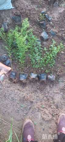 高度30厘米珍珠绣线菊