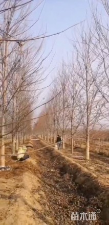 14公分美国红枫-红点