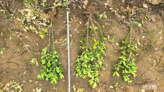 高度50厘米大叶黄杨