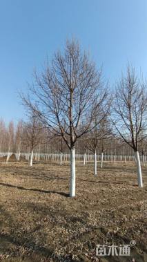 18公分欧洲小叶椴