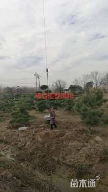 13公分造型黑松