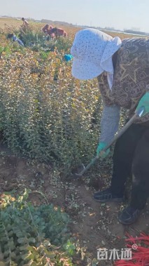 高度45厘米小叶黄杨