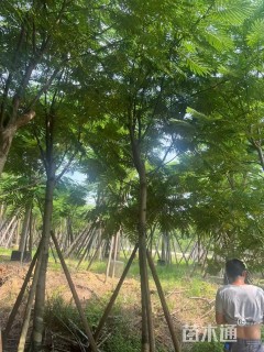 12公分南洋楹