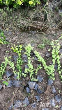 高度30厘米金森女贞