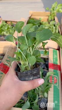 高度50厘米松果菊