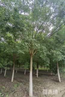 14公分国槐