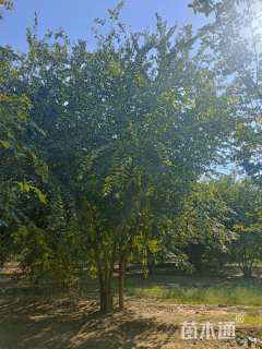 8公分(4杆)丛生朴树