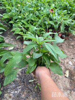 高度15厘米松果菊