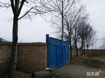 20公分国槐