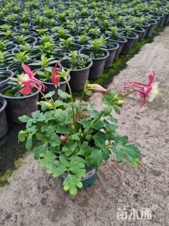 高度20厘米耧斗菜