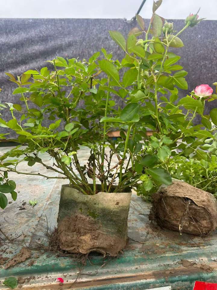 高度40厘米丰花月季