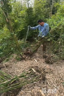 地栽苗慈孝竹