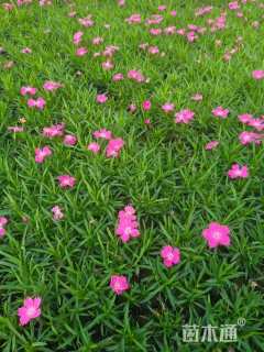 高度10厘米欧石竹