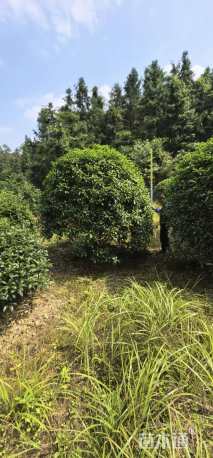高度250厘米丛生桂花