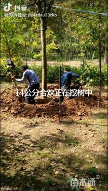 14公分合欢