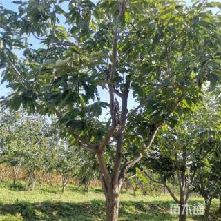 高度350厘米板栗