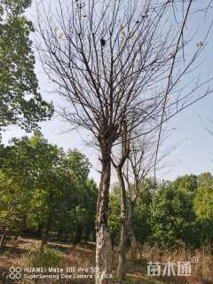 高度300厘米柘树