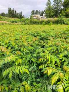 高度100厘米栾树小苗