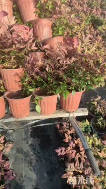 高度20厘米火焰南天竹