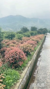 冠幅150厘米红叶石楠球