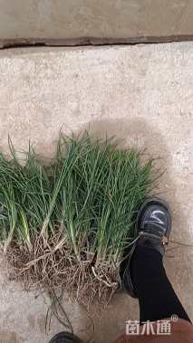 高度38厘米玉龙草