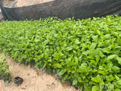 高度25厘米大红花