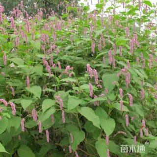 高度25厘米红蓼