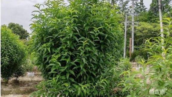8公分桃树