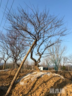 16公分造型梅花