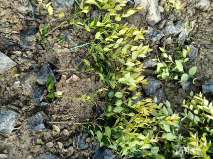 高度35厘米金森女贞