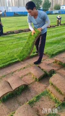 草毯状早熟禾草