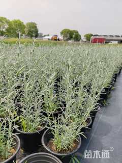 高度30厘米柳叶星河